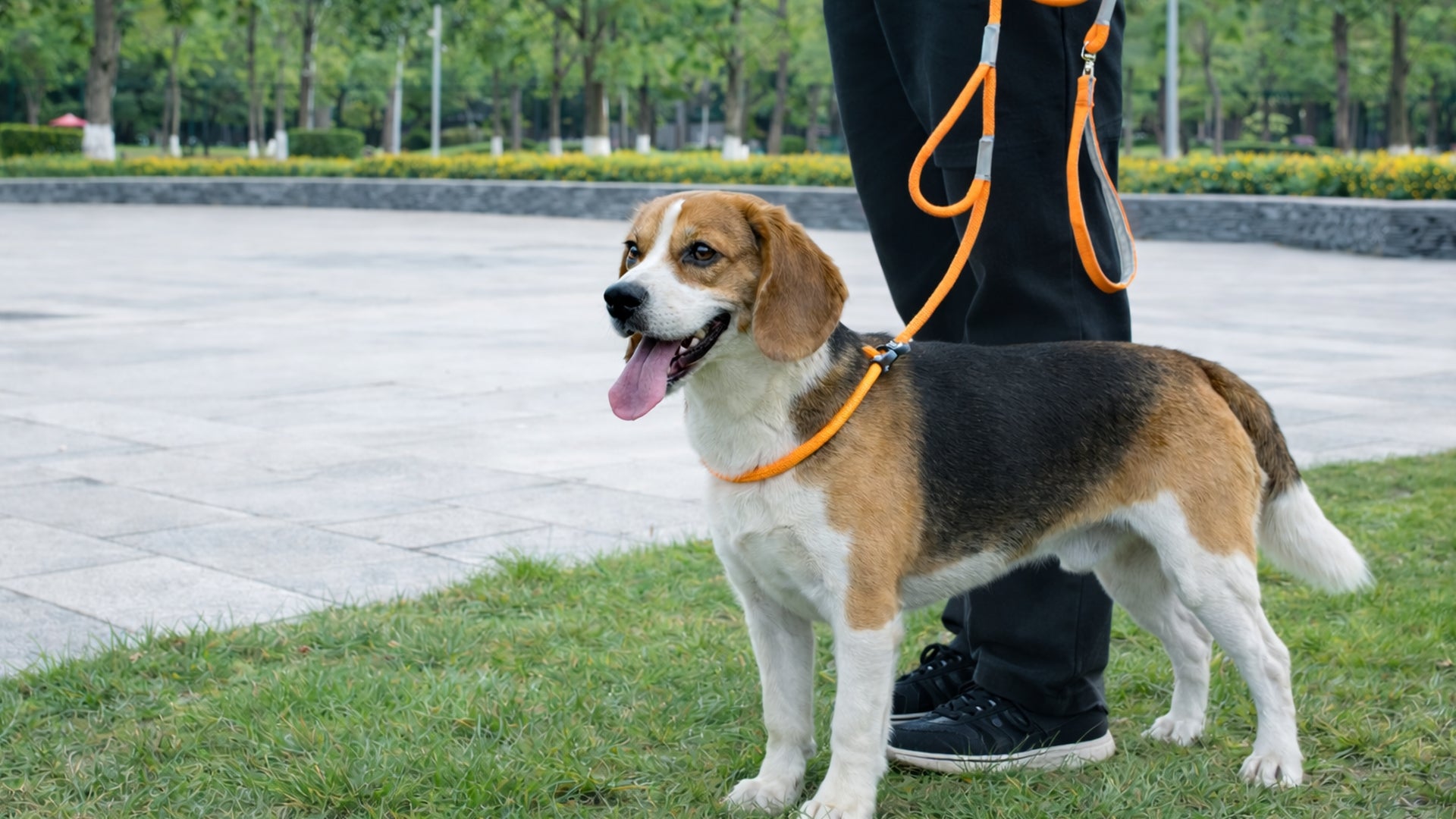 Beagle