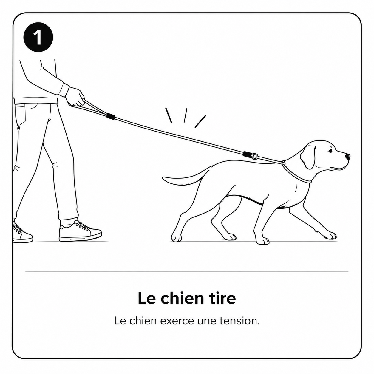 Le chien tire