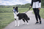 Easy Walk